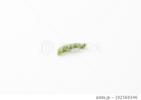 アオムシ　白バック 102568346