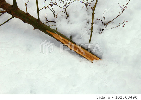 注意喚起・メッセージに　雪で折れて埋もれた木の枝 102568490