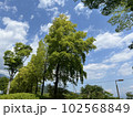 山梨県富士川町の景色　木　空　晴れ　 102568849