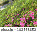 晴れた春の花　山梨　富士川 102568852