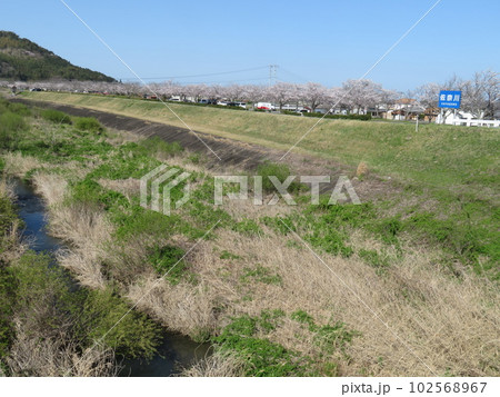 佐奈川桜づつみ公園　多気町　三重県 102568967