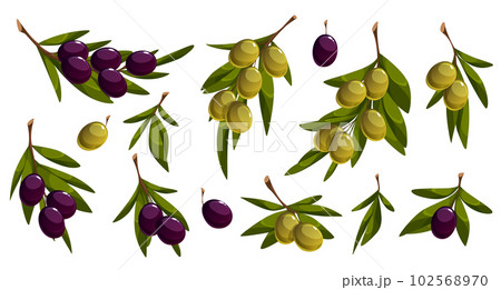 Cartoon set of olive tree branches on white Cartoon set of olive tree branches on white 102568970