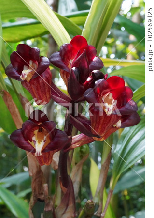 エンレイショウキラン（延齢鐘馗蘭）　Acanthephippium pictum 102569125
