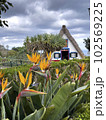 Typical, traditional, colorful houses in Madeira in Santana village 102569225