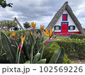 Typical, traditional, colorful houses in Madeira in Santana village 102569226