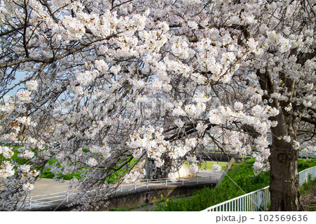 公園の土手の満開の桜 102569636