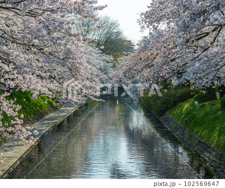 青空と満開の見ごろを迎えた松川べりの桜並木｜富山県富山市 102569647