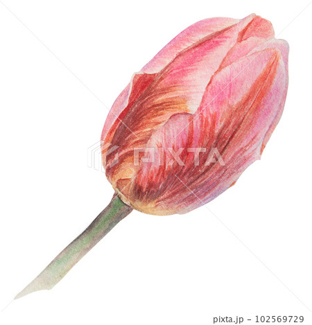 Watercolor realistic botanical illustration of pink tulip isolated on white background for your design, wedding print products, paper, invitations, cards, fabric, posters, card for Mother's day, March 102569729