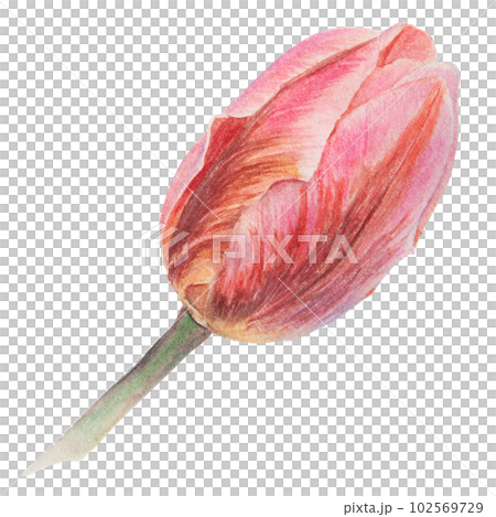 Watercolor realistic botanical illustration of pink tulip isolated on white background for your design, wedding print products, paper, invitations, cards, fabric, posters, card for Mother's day, March 102569729