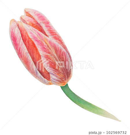 Watercolor realistic botanical illustration of pink tulip isolated on white background for your design, wedding print products, paper, invitations, cards, fabric, posters, card for Mother's day, March 102569732