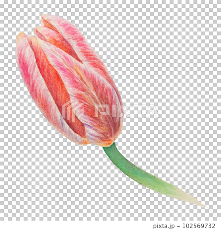 Watercolor realistic botanical illustration of pink tulip isolated on white background for your design, wedding print products, paper, invitations, cards, fabric, posters, card for Mother's day, March 102569732
