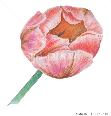 Watercolor realistic botanical illustration of pink tulip isolated on white background for your design, wedding print products, paper, invitations, cards, fabric, posters, card for Mother's day, March 102569736