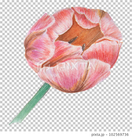 Watercolor realistic botanical illustration of pink tulip isolated on white background for your design, wedding print products, paper, invitations, cards, fabric, posters, card for Mother's day, March 102569736