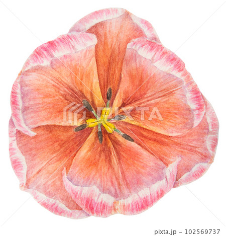 Watercolor realistic botanical illustration of pink tulip isolated on white background for your design, wedding print products, paper, invitations, cards, fabric, posters, card for Mother's day, March 102569737