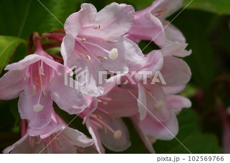 タニウツギのピンク色の花 タニウツギのピンク色の花 102569766