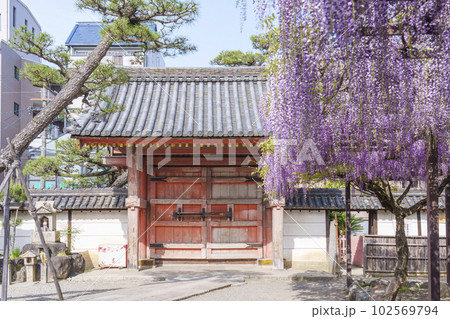 葛井寺 四脚門と藤棚 藤まつり --大阪府藤井寺市-- 葛井寺 四脚門と藤棚 藤まつり --大阪府藤井寺市-- 102569794