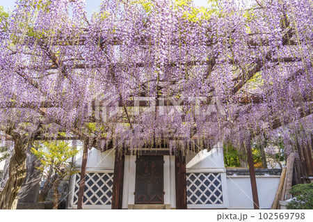 葛井寺 藤棚 藤まつり --大阪府藤井寺市-- 葛井寺 藤棚 藤まつり --大阪府藤井寺市-- 102569798