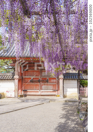 葛井寺 四脚門と藤棚 藤まつり --大阪府藤井寺市-- 葛井寺 四脚門と藤棚 藤まつり --大阪府藤井寺市-- 102569800