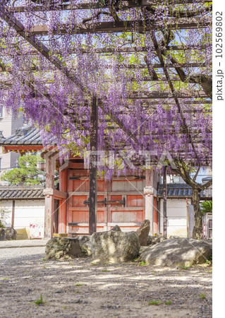 葛井寺 四脚門と藤棚 藤まつり --大阪府藤井寺市-- 葛井寺 四脚門と藤棚 藤まつり --大阪府藤井寺市-- 102569802