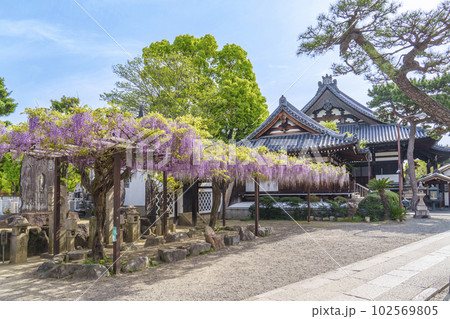 葛井寺 藤棚 藤まつり --大阪府藤井寺市-- 葛井寺 藤棚 藤まつり --大阪府藤井寺市-- 102569805