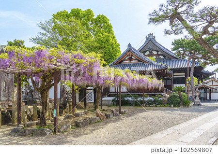 葛井寺　藤棚　藤まつり　--大阪府藤井寺市-- 102569807