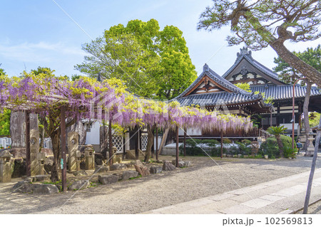 葛井寺 藤棚 藤まつり --大阪府藤井寺市-- 葛井寺 藤棚 藤まつり --大阪府藤井寺市-- 102569813