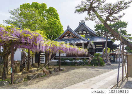 葛井寺 藤棚 藤まつり --大阪府藤井寺市-- 葛井寺 藤棚 藤まつり --大阪府藤井寺市-- 102569816