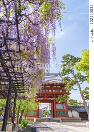 葛井寺　南大門と藤棚　藤まつり　--大阪府藤井寺市-- 102569835