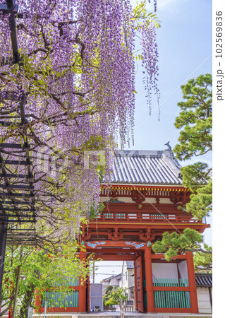 葛井寺 南大門と藤棚 藤まつり --大阪府藤井寺市-- 葛井寺 南大門と藤棚 藤まつり --大阪府藤井寺市-- 102569836