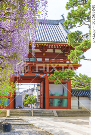 葛井寺 南大門と藤棚 藤まつり --大阪府藤井寺市-- 葛井寺 南大門と藤棚 藤まつり --大阪府藤井寺市-- 102569849