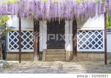 葛井寺 藤棚 藤まつり --大阪府藤井寺市-- 葛井寺 藤棚 藤まつり --大阪府藤井寺市-- 102569857