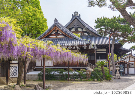 葛井寺　藤棚　藤まつり　--大阪府藤井寺市-- 102569858