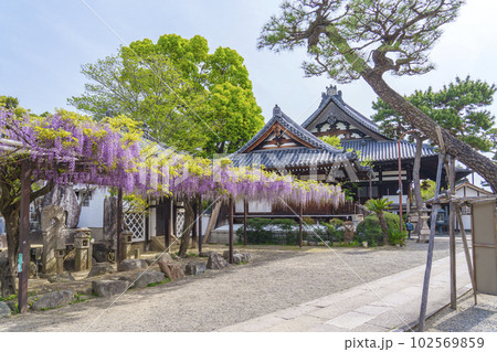 葛井寺　藤棚　藤まつり　--大阪府藤井寺市-- 102569859