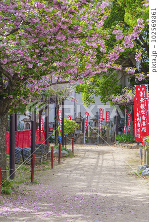 葛井寺 参道 八重桜 お砂踏み 葛井寺 参道 八重桜 お砂踏み 102569861