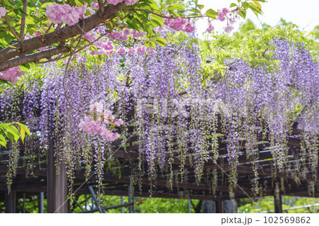 葛井寺　八重桜　藤棚（大阪府藤井寺市） 102569862