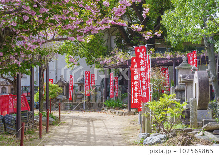 葛井寺 参道 八重桜 お砂踏み 葛井寺 参道 八重桜 お砂踏み 102569865
