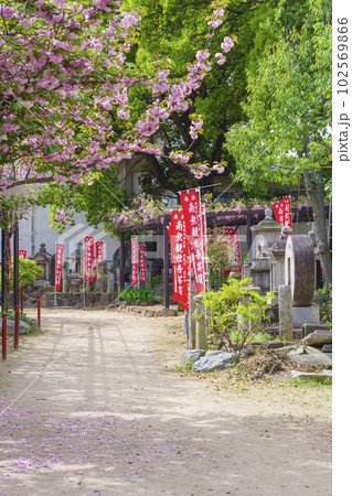 葛井寺　参道　八重桜　お砂踏み 102569866