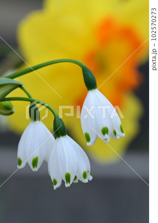 庭のスノーフレークと水仙 102570273