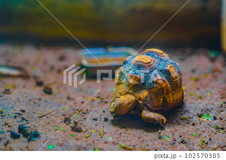 ヘサキリクガメのイメージ 102570385