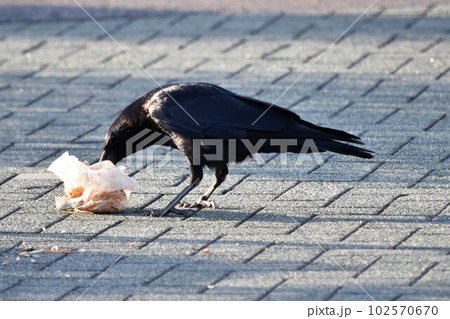生ゴミを食べるハシボソガラス 102570670