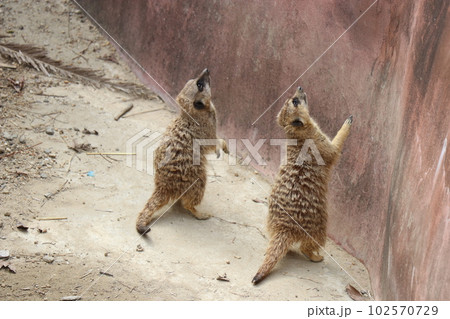 エサをもらおうと客をみているミーアキャット、長崎バイオパーク、動物園 102570729
