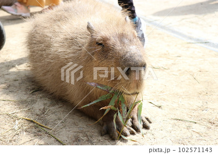 カピバラに餌やりをする女の子、長崎バイオパーク、動物園、親子、楽しい カピバラに餌やりをする女の子、長崎バイオパーク、動物園、親子、楽しい 102571143