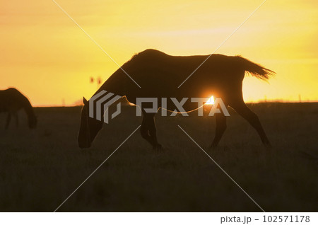 Horse silhouette at sunset, in the coutryside, La Pampa, Argentina. Horse silhouette at sunset, in the coutryside, La Pampa, Argentina. 102571178