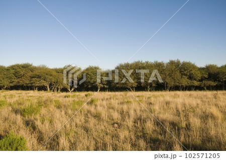 Pampas forest environment, La Pampa province, Argentina. 102571205