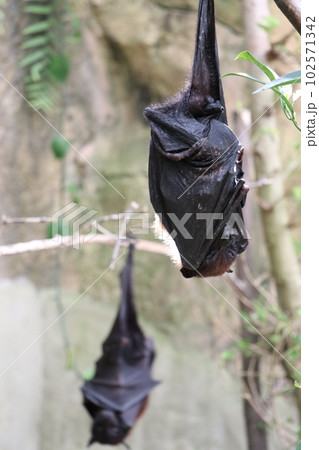 木にぶら下がって寝ているコウモリ、放し飼い、長崎バイオパーク 木にぶら下がって寝ているコウモリ、放し飼い、長崎バイオパーク 102571342