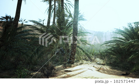 Palm trees in the desert 102571447