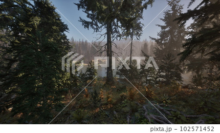 Autumn pine forest on a foggy morning Autumn pine forest on a foggy morning 102571452