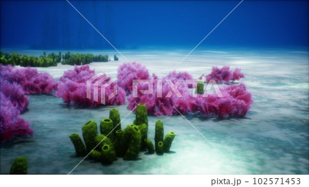 Purple and pink soft corals and red sponges Purple and pink soft corals and red sponges 102571453