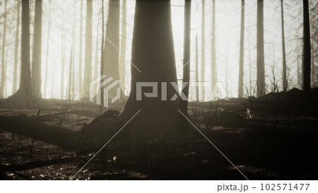 Burned forest in the mountains 102571477