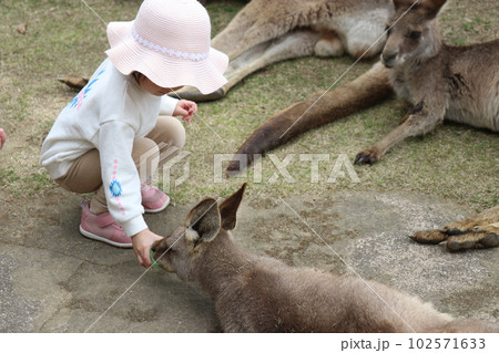 カンガルーに餌やりをする女の子、お腹の袋に子供を入れているカンガルカンガルーの親子、長崎バイオパーク カンガルーに餌やりをする女の子、お腹の袋に子供を入れているカンガルカンガルーの親子、長崎バイオパーク 102571633